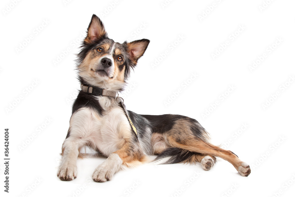 Border Collie Border Collie