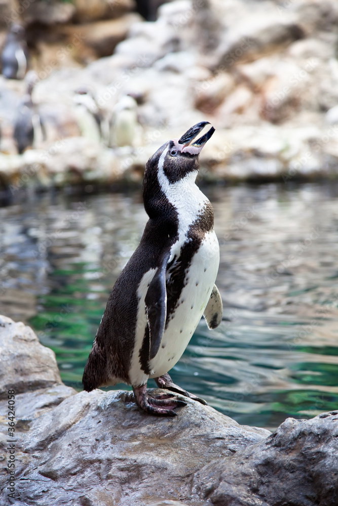 Fototapeta premium Humboldt Penguin on the stone coast