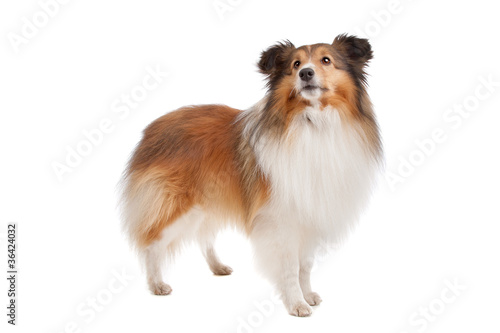 Shetland sheepdog photo