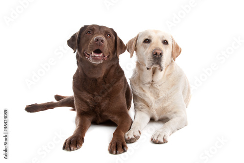Fototapeta Naklejka Na Ścianę i Meble -  Yellow and chocolate Labrador