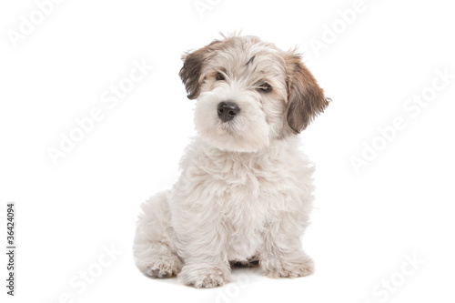 Fototapeta Naklejka Na Ścianę i Meble -  mix Maltese Puppy dog