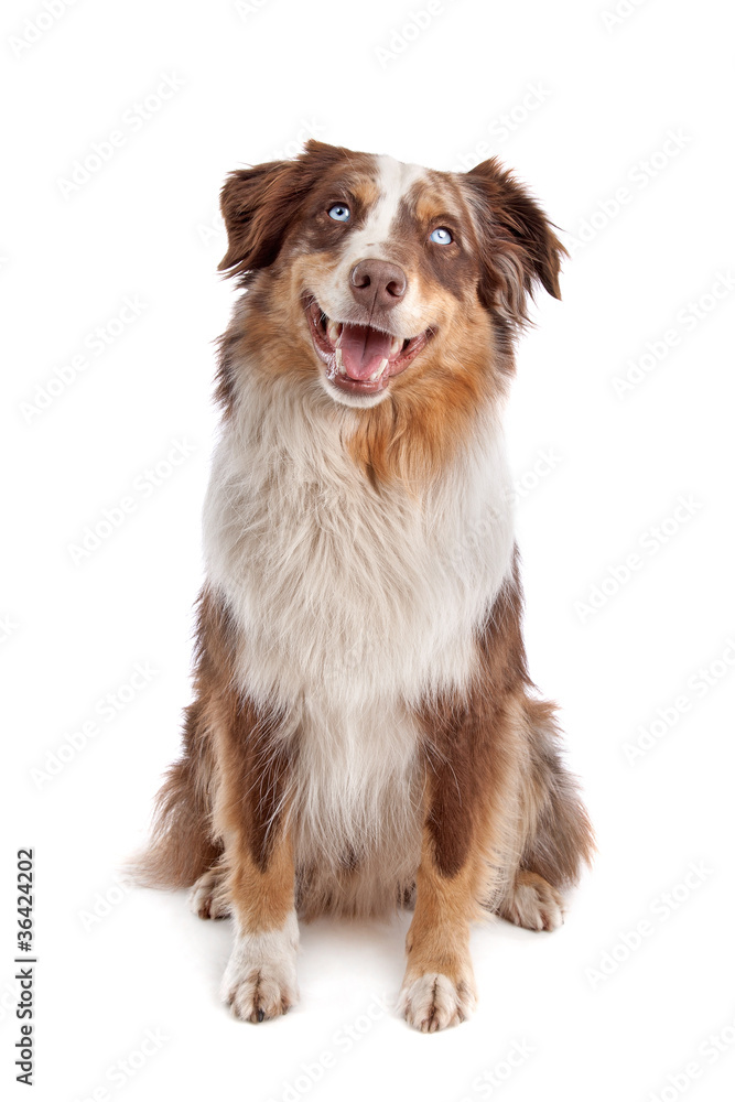 Australian Shepherd