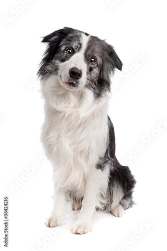 Border Collie © Erik Lam