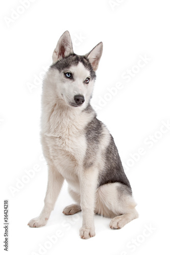 Siberian Husky puppy