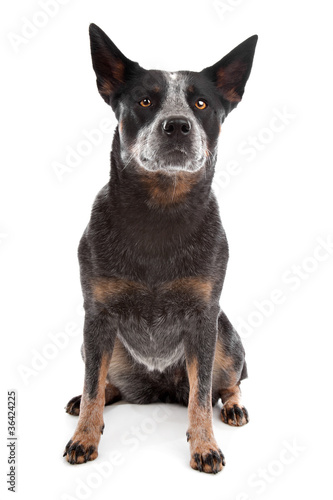 Australian Cattle Dog