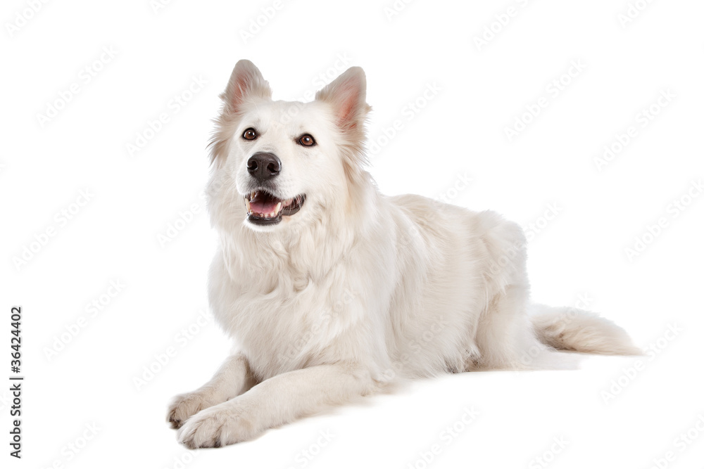 White Shepherd Dog White Shepherd Dog
