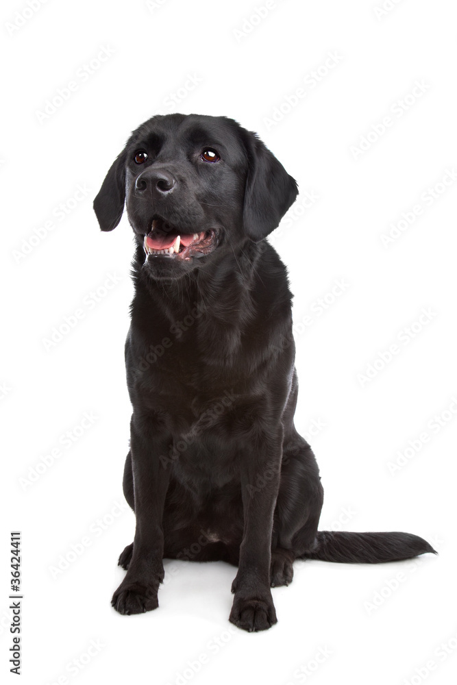 cross breed dog of a Labrador and a Flat-Coated Retriever