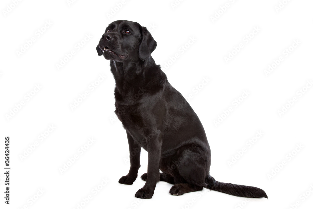 cross breed dog of a Labrador and a Flat-Coated Retriever cross breed dog of a Labrador and a Flat-Coated Retriever