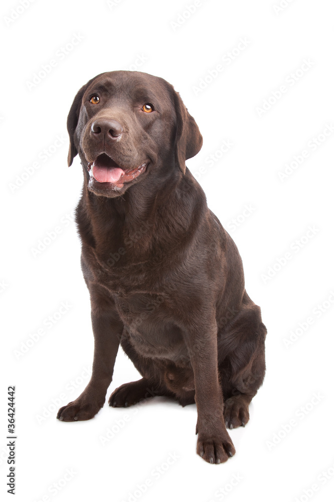 Chocolate Labrador