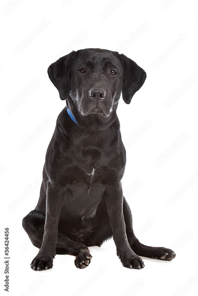 Black Labrador