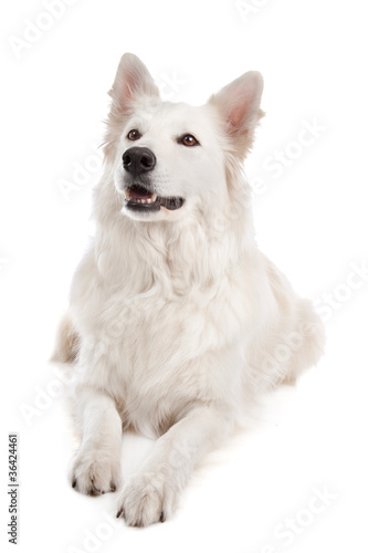 White Shepherd Dog