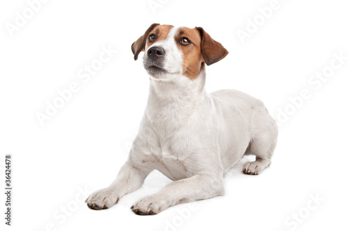 Jack Russel Terrier © Erik Lam