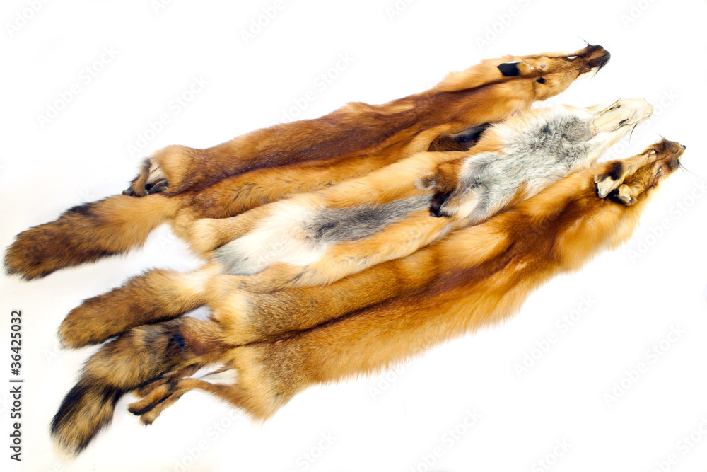 Red fox fur