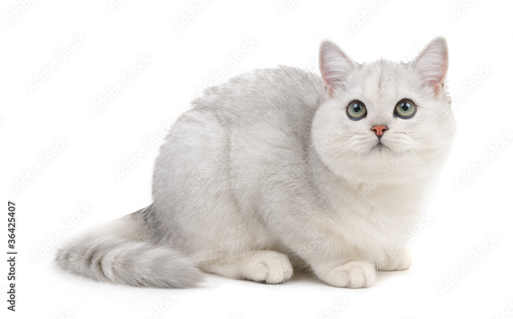 Fototapeta premium British cat on white background