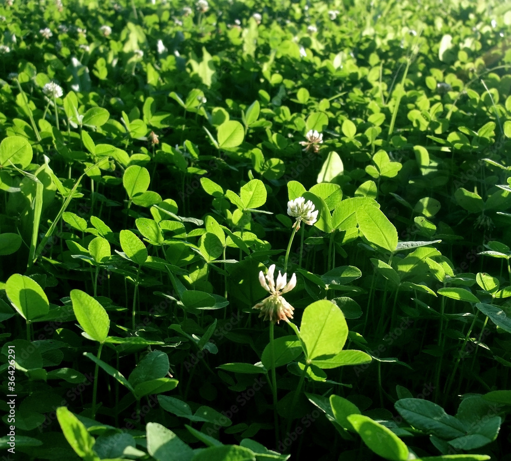 Clover closeup Clover closeup
