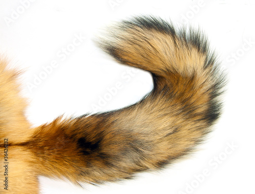 Red Fox tail photo