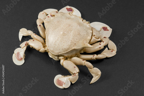 moon crab isolated on black photo