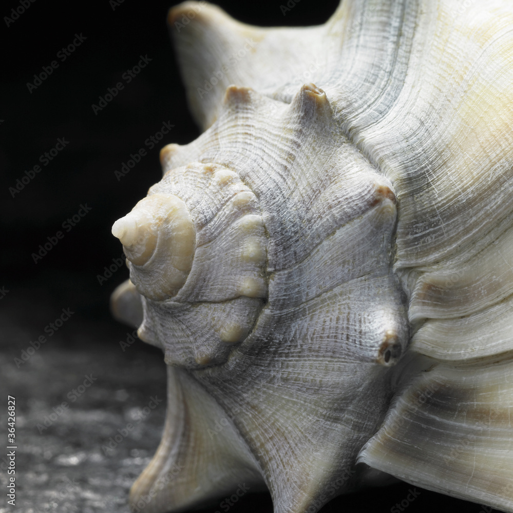 seashell closeup seashell closeup