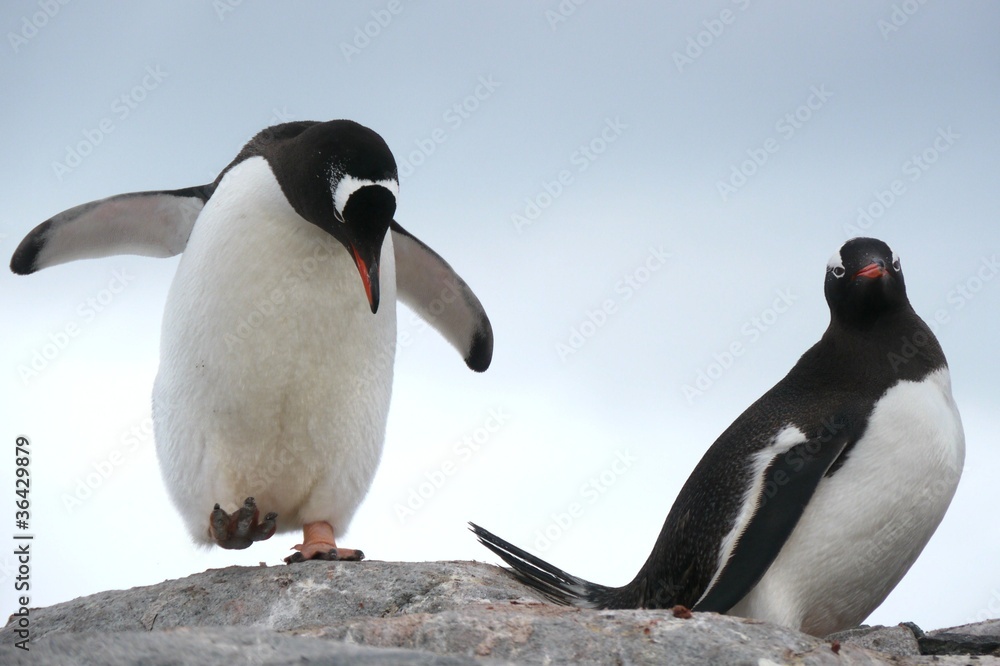 Obraz premium Eselspinguin (Pygoscelis papua)