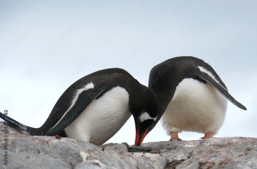 Naklejka premium Eselspinguin (Pygoscelis papua)