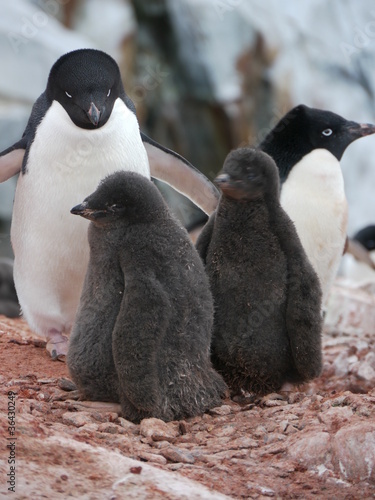 Adeliepinguin (Pygoscelis adeliae)