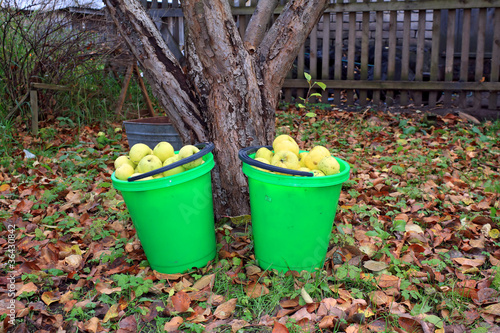 apple in pail in autumn garden