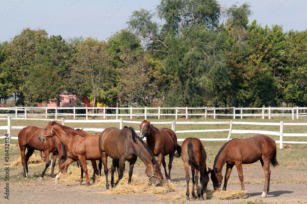 Fototapeta premium horses eating hay farm scene