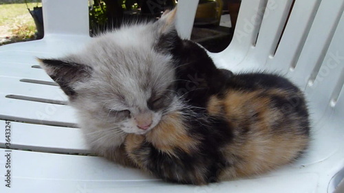 due gattini riposano photo
