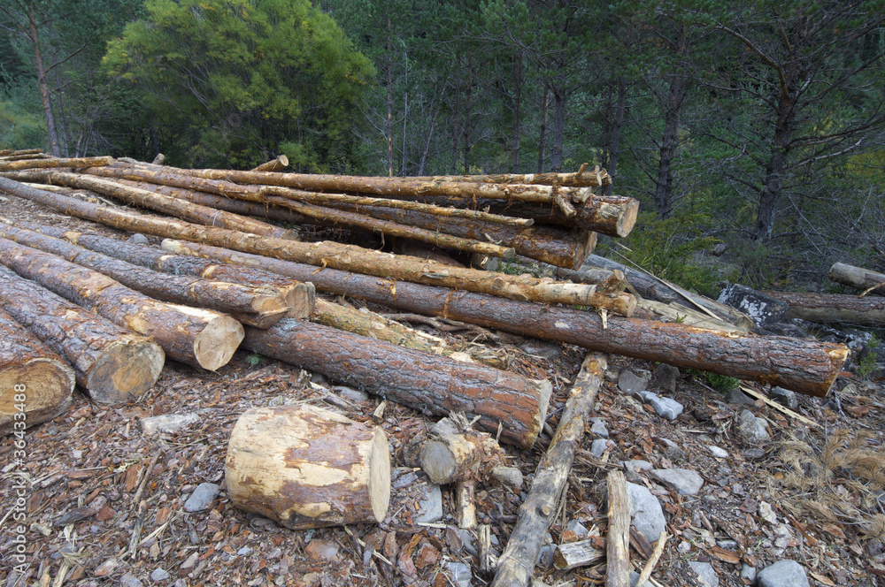 deforestation deforestation
