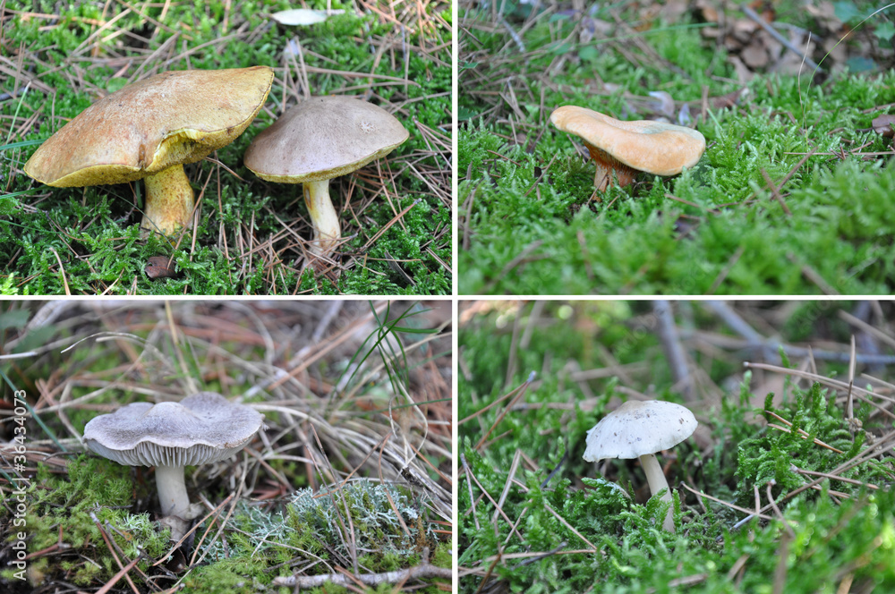 Fototapeta premium champignons