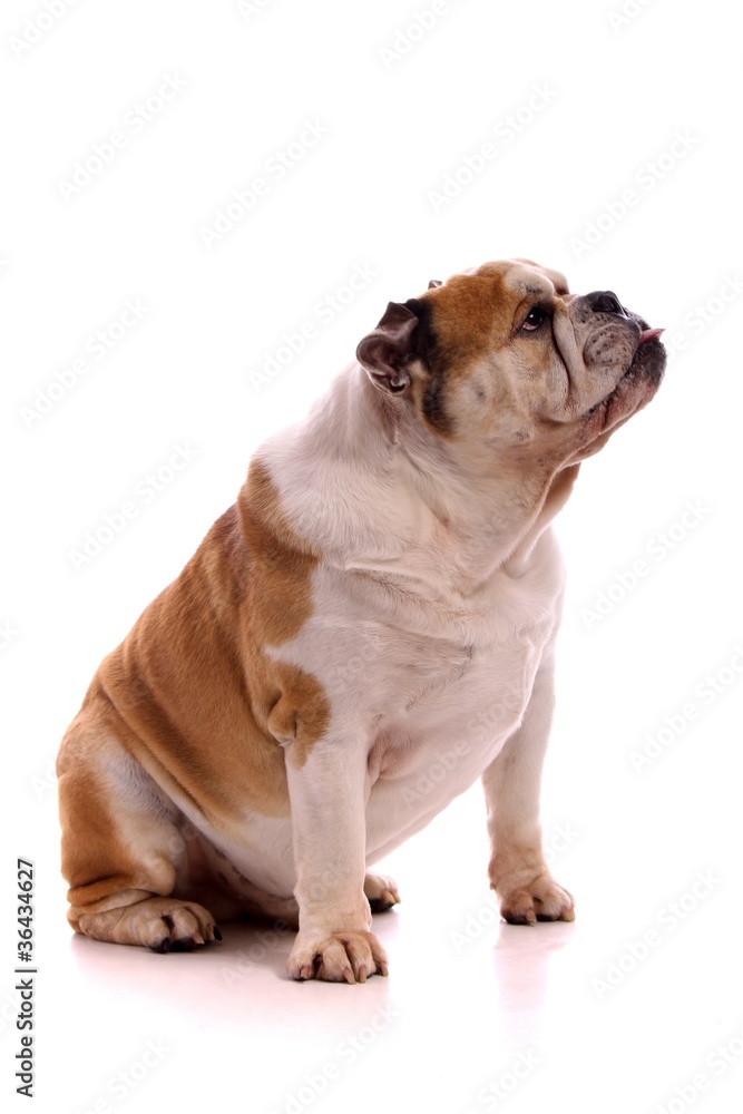 Hund englische Bulldogge sitzend