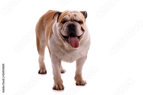 Hund englische Bulldogge frontal