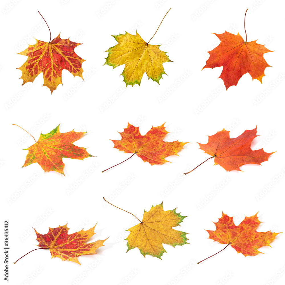 Fototapeta premium Maple Leafs