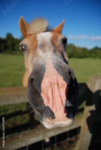 horse with a big nose © KamilJ