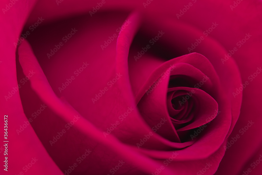 Macro flower beautiful rose Macro flower beautiful rose