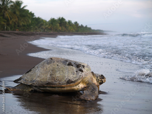 Sea turtle in Tortuguero National Park, Costa Rica photo