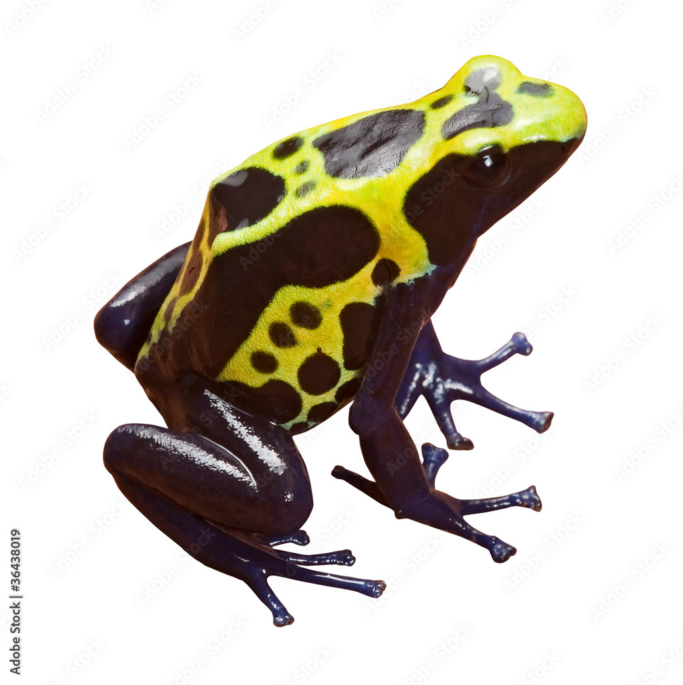 Obraz premium poison dart frog