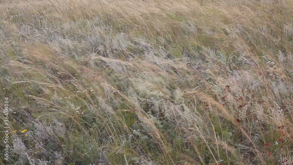 autumn grass swinging by the wind autumn grass swinging by the wind
