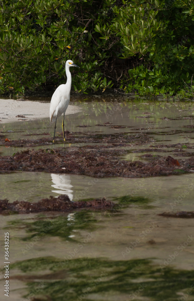 Fototapeta premium Heron