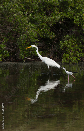 Great Egret and Black-necked Stilt © Luis Santos