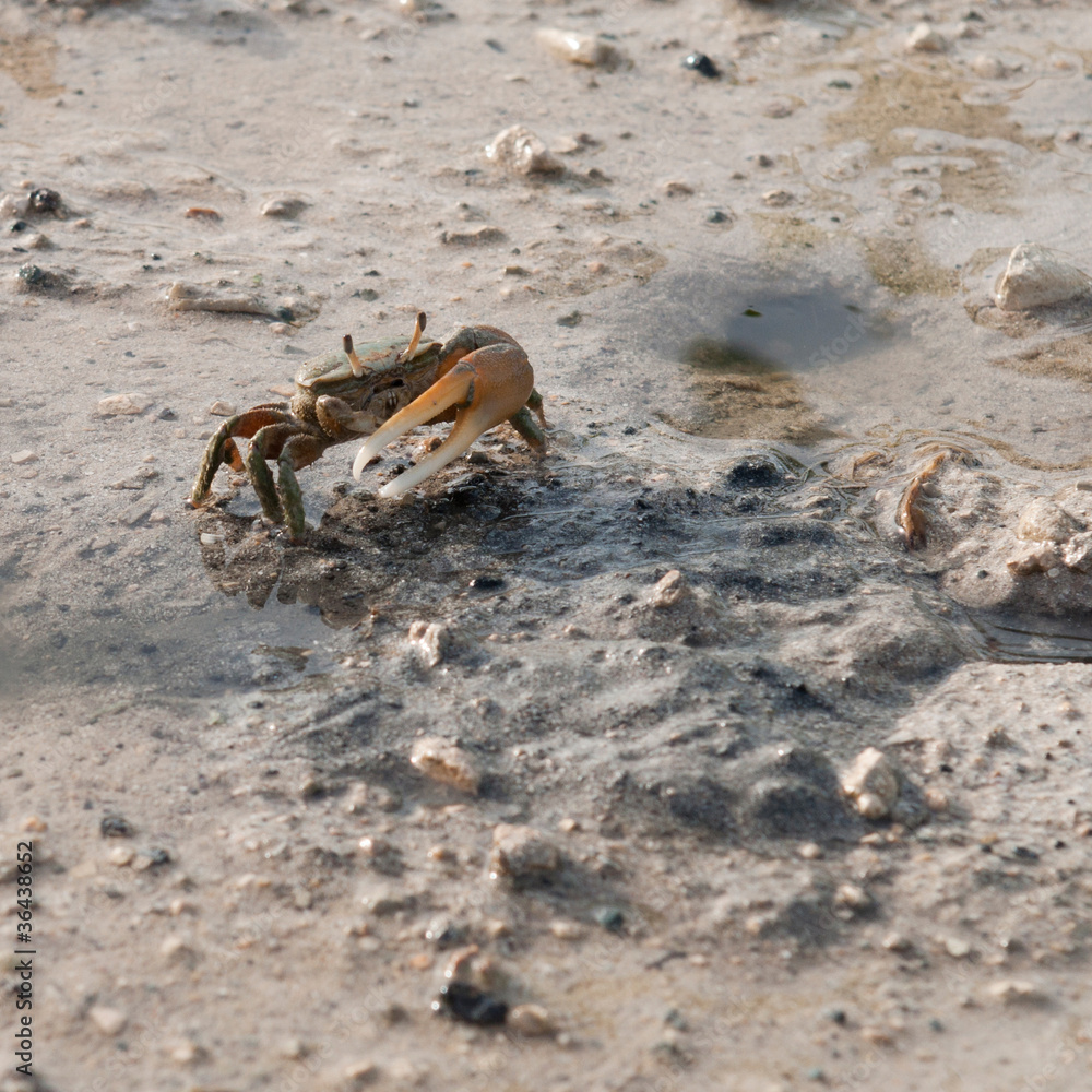 Crab Crab