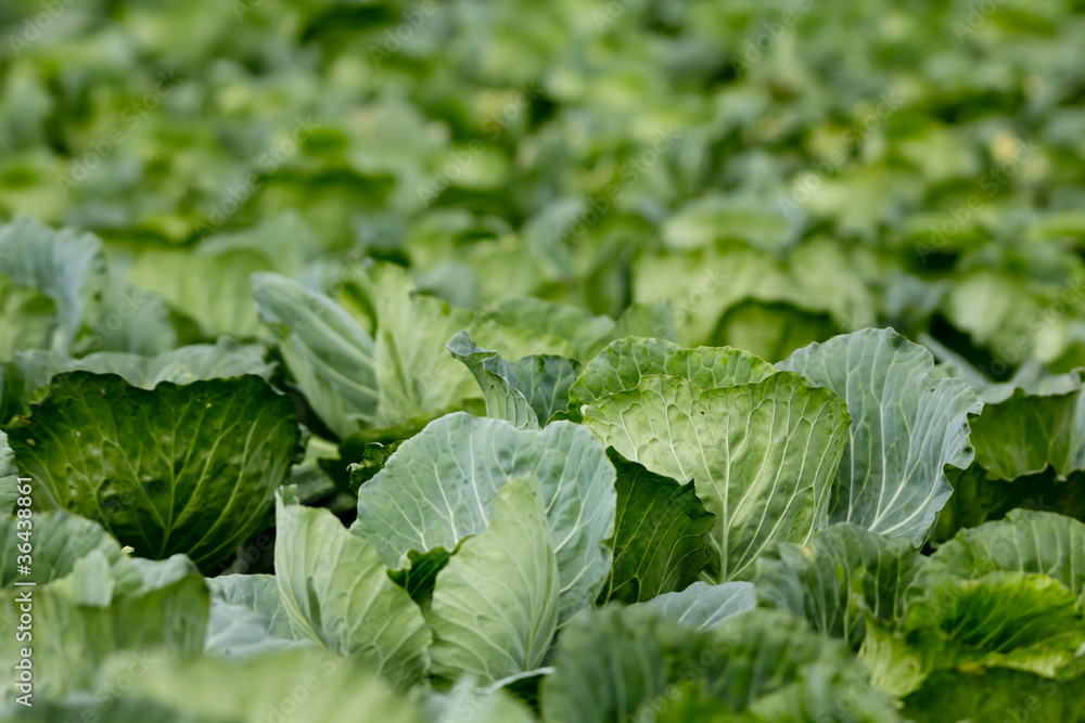 Acres of cabbage in Phuthapboek mountain Acres of cabbage in Phuthapboek mountain