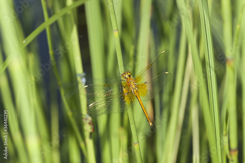 Dragonfly on reed, macro photo