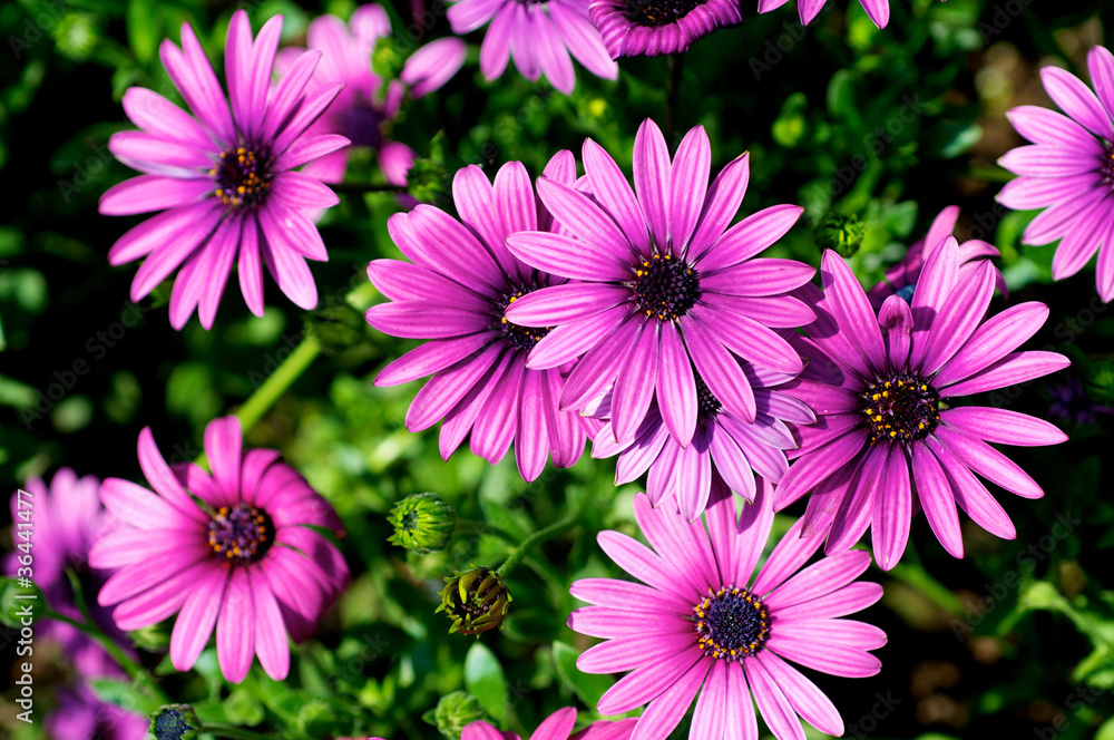 Obraz premium Purple flowers