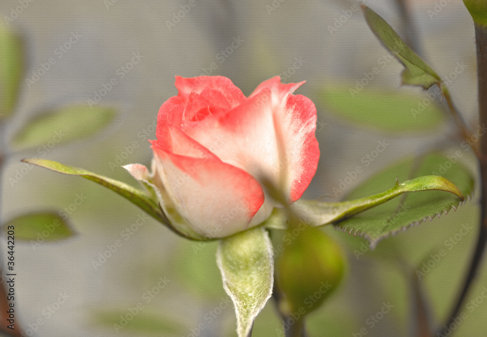 retro decor pink rose wallpaper texture retro decor pink rose wallpaper texture