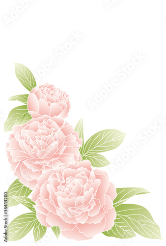 芍薬