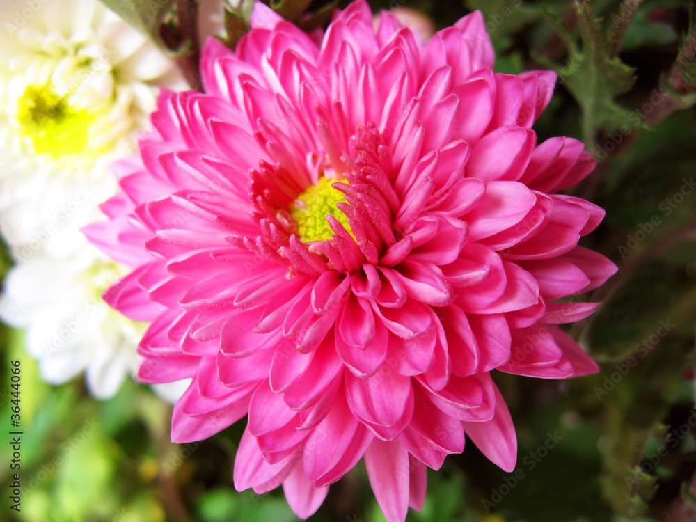 Chrysanthemum Closeup.
