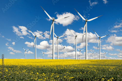 Wind farm with rapeseed field