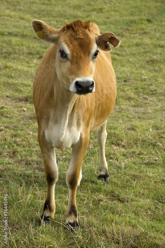 Jersey cow © Lance Bellers