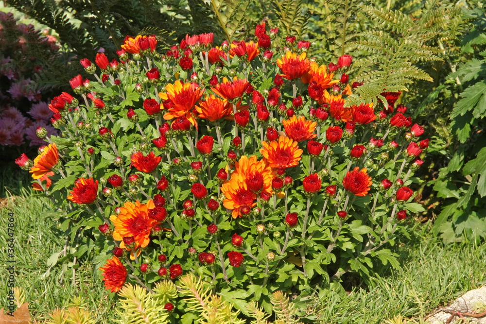 chrysanthèmes orange